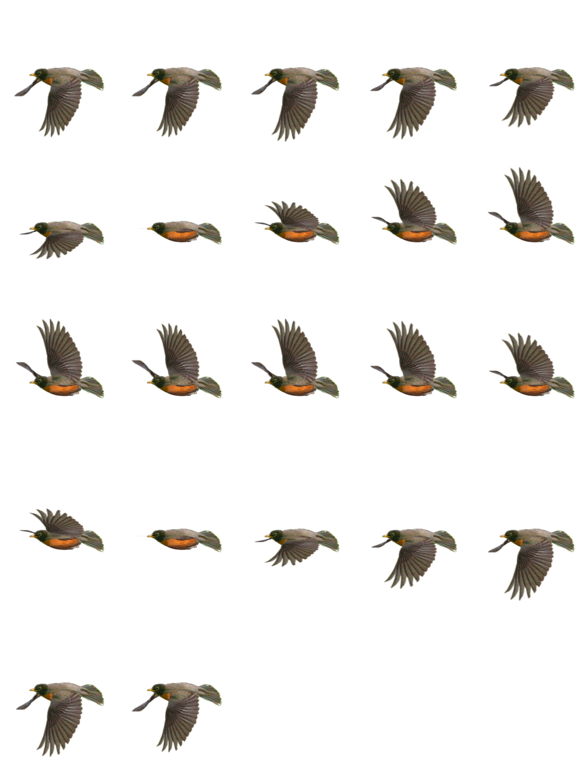bird