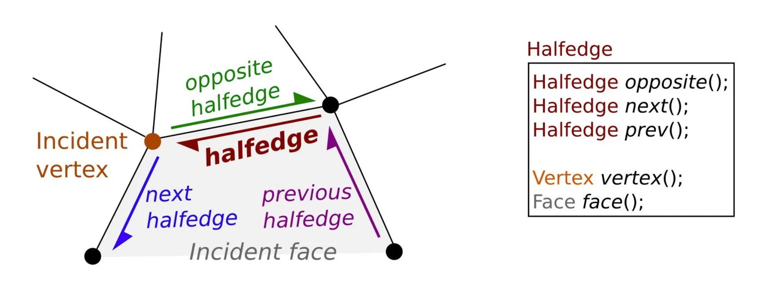 Structure en demi-arête : chaque arête orientée pointe vers son opposée.